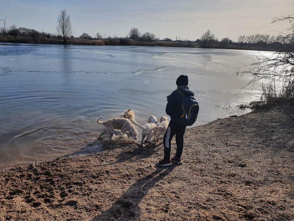 Golden-Retriever-Bremen