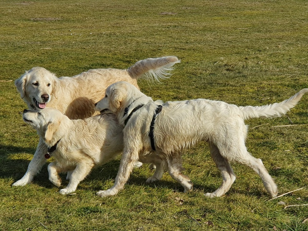 Golden-Retriever-Bremen