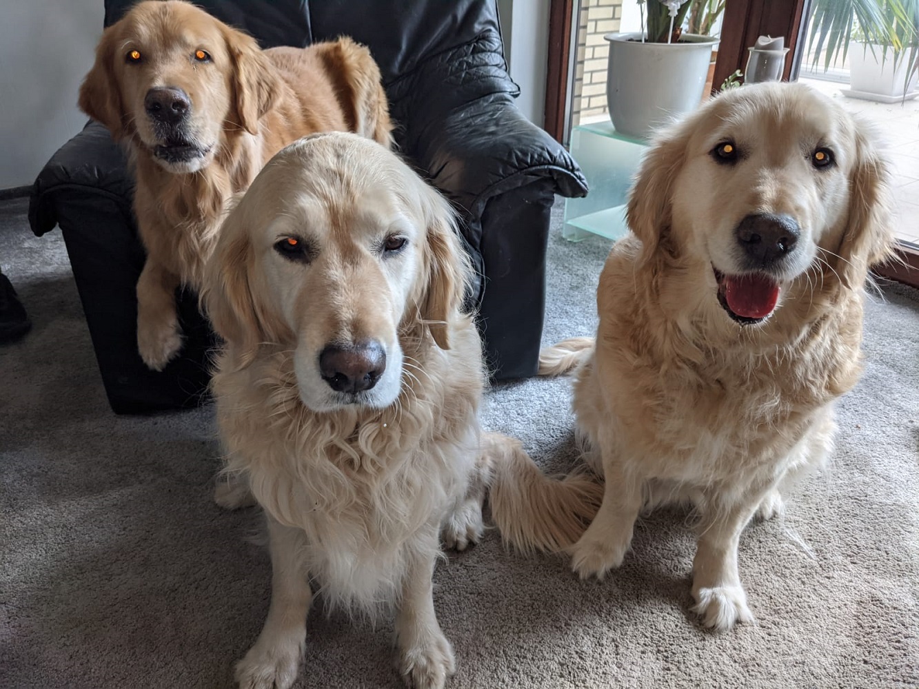Golden-Retriever-Bremen