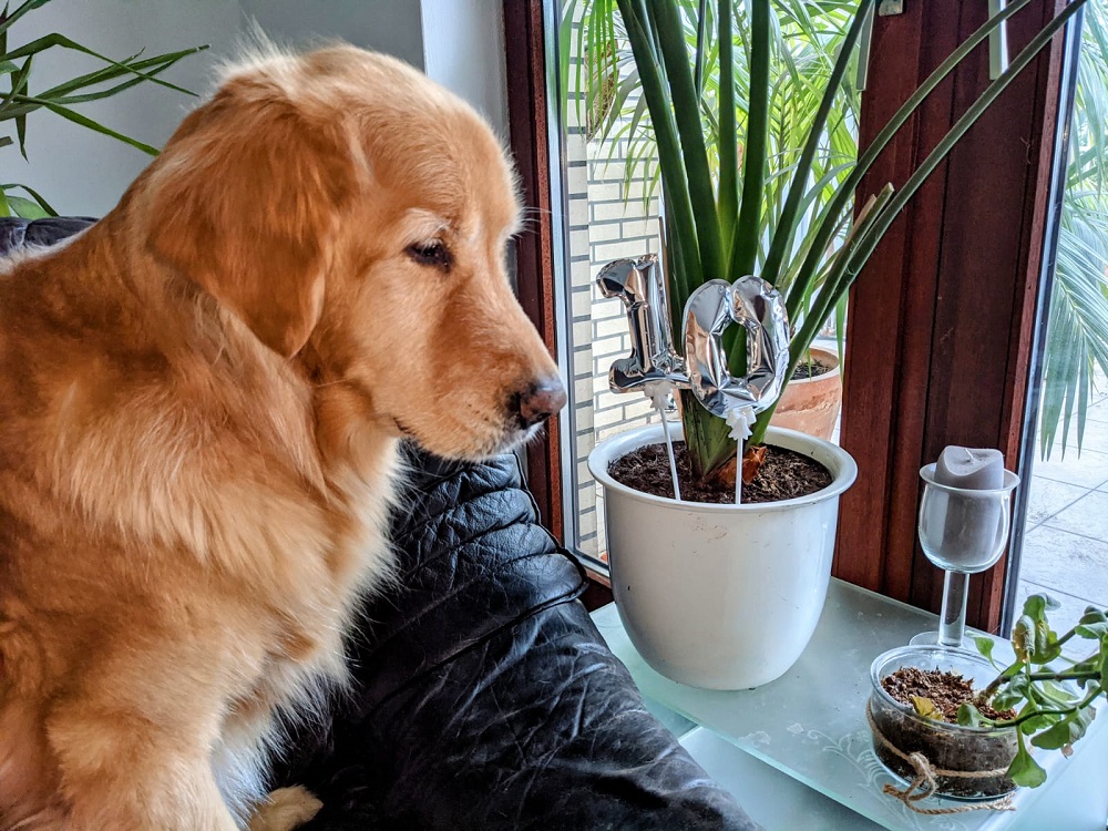 Golden-Retriever-Bremen