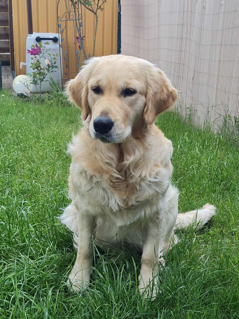 Golden-Retriever-Bremen