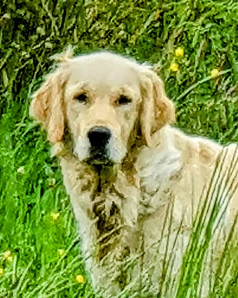 Golden-Retriever-Bremen