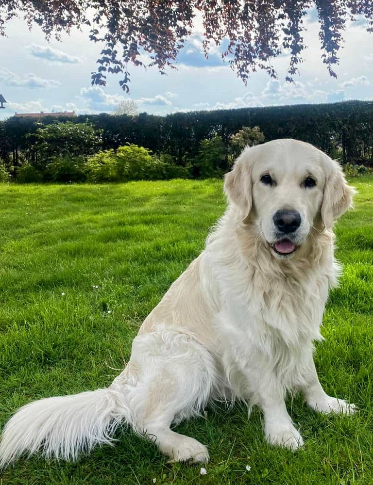 Golden-Retriever-Bremen