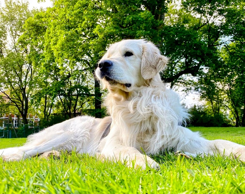 Golden-Retriever-Bremen