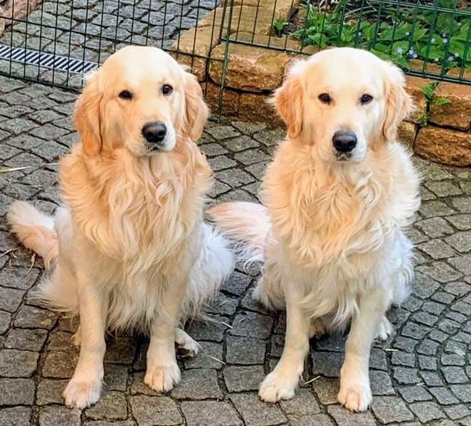 Golden-Retriever-Bremen