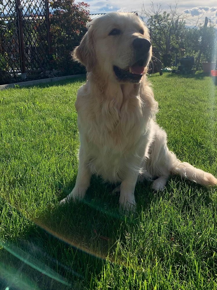 Golden-Retriever-Bremen