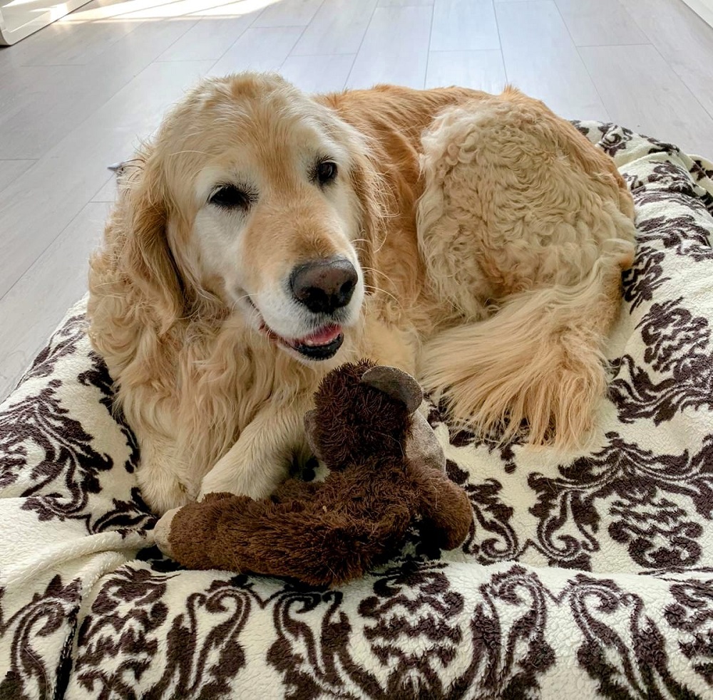 Golden-Retriever-Bremen