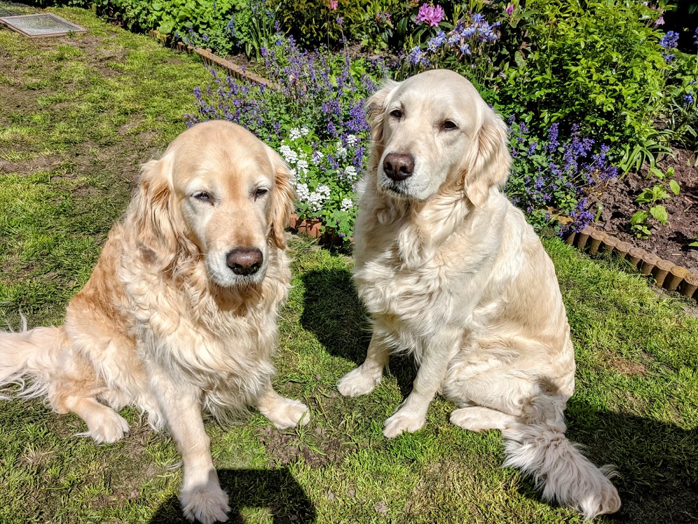 Golden-Retriever-Bremen
