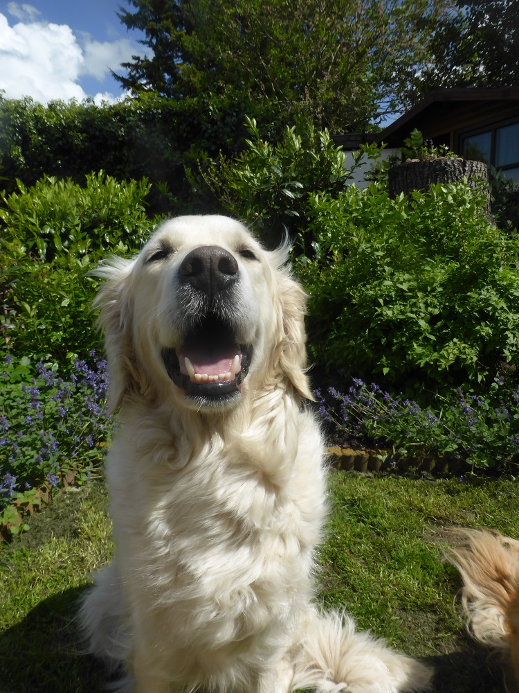 Golden-Retriever-Bremen