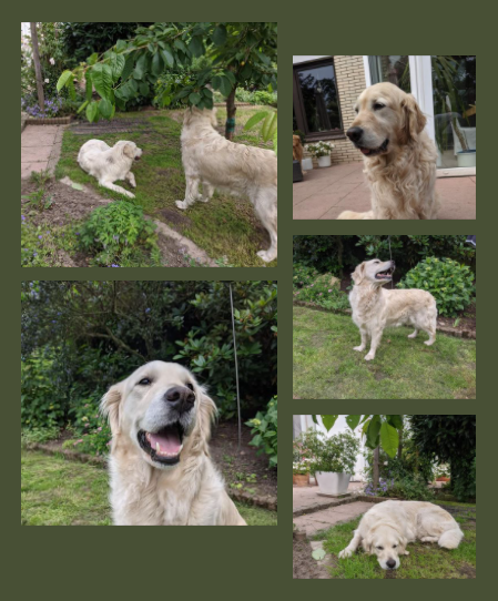 Golden-Retriever-Bremen