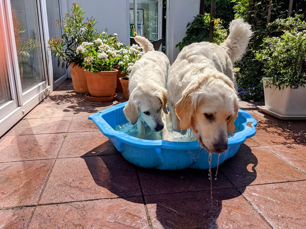 Golden-Retriever-Bremen