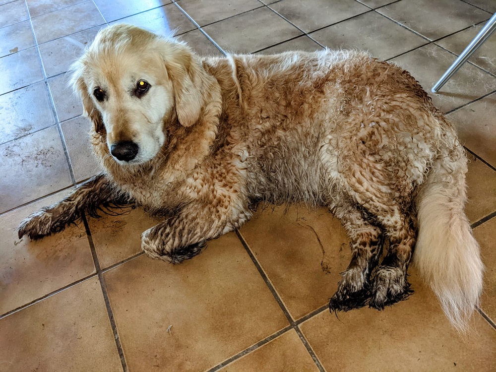 Golden-Retriever-Bremen