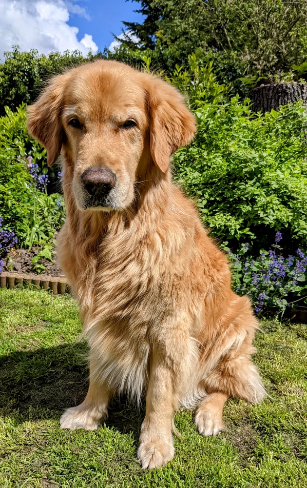 Golden-Retriever-Bremen
