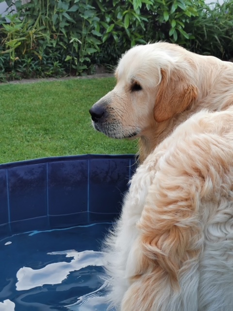 Golden-Retriever-Bremen