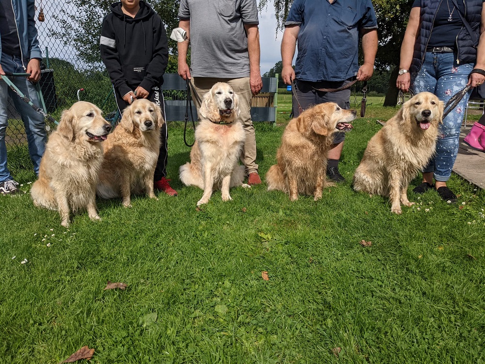 Golden-Retriever-Bremen