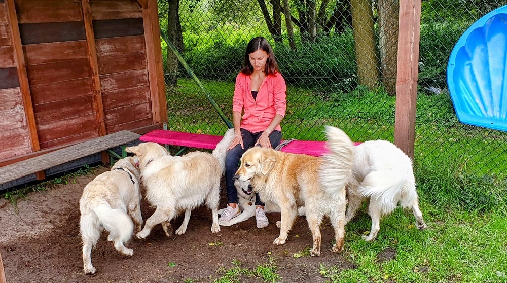 Golden-Retriever-Bremen