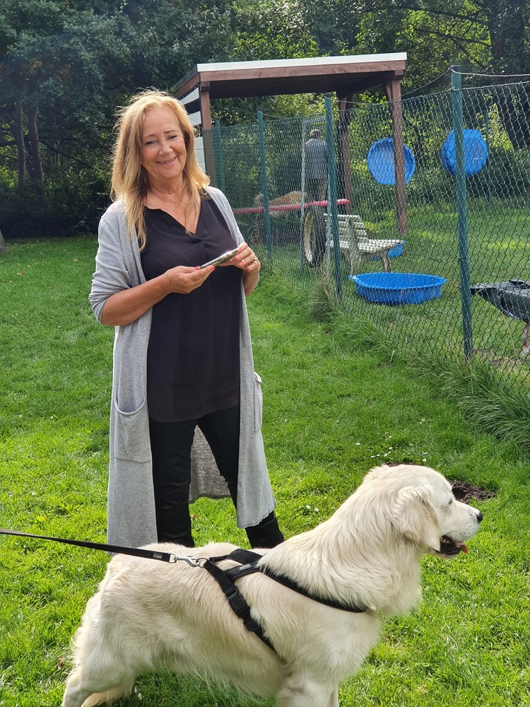 Golden-Retriever-Bremen