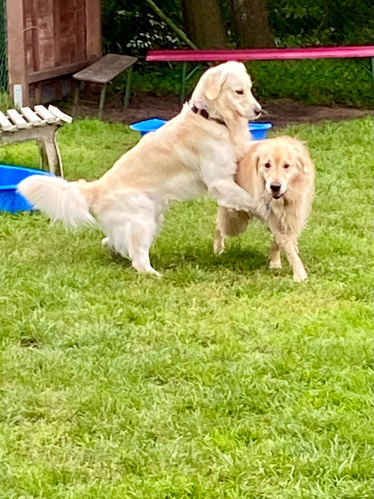 Golden-Retriever-Bremen