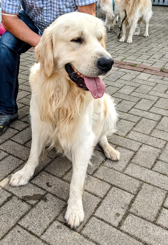 Golden-Retriever-Bremen
