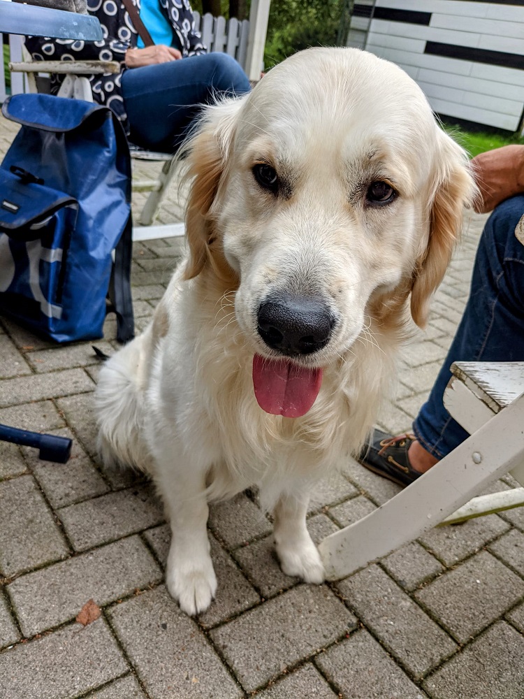 Golden-Retriever-Bremen
