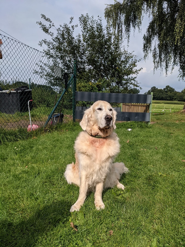 Golden-Retriever-Bremen