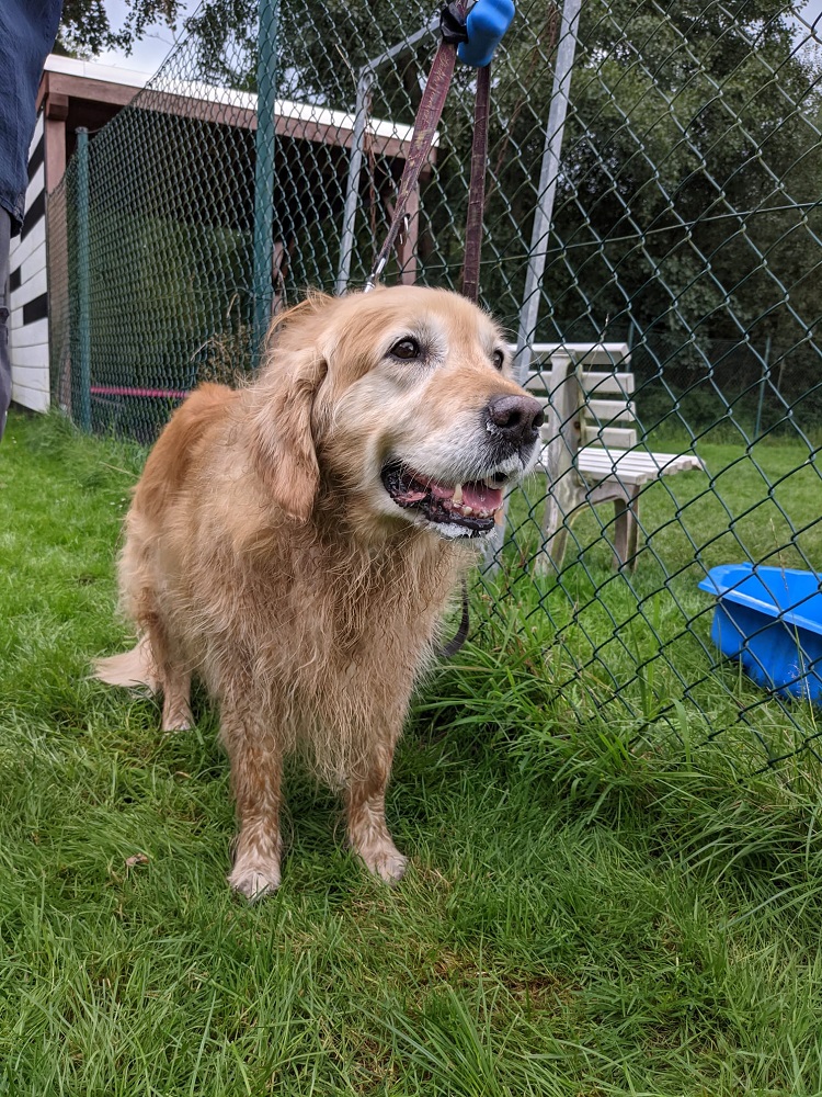 Golden-Retriever-Bremen