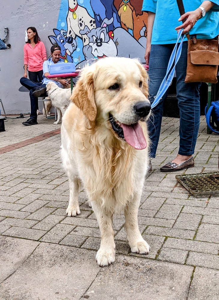 Golden-Retriever-Bremen