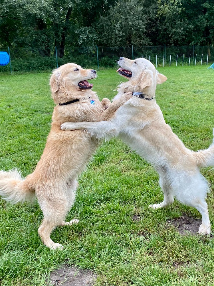 Golden-Retriever-Bremen