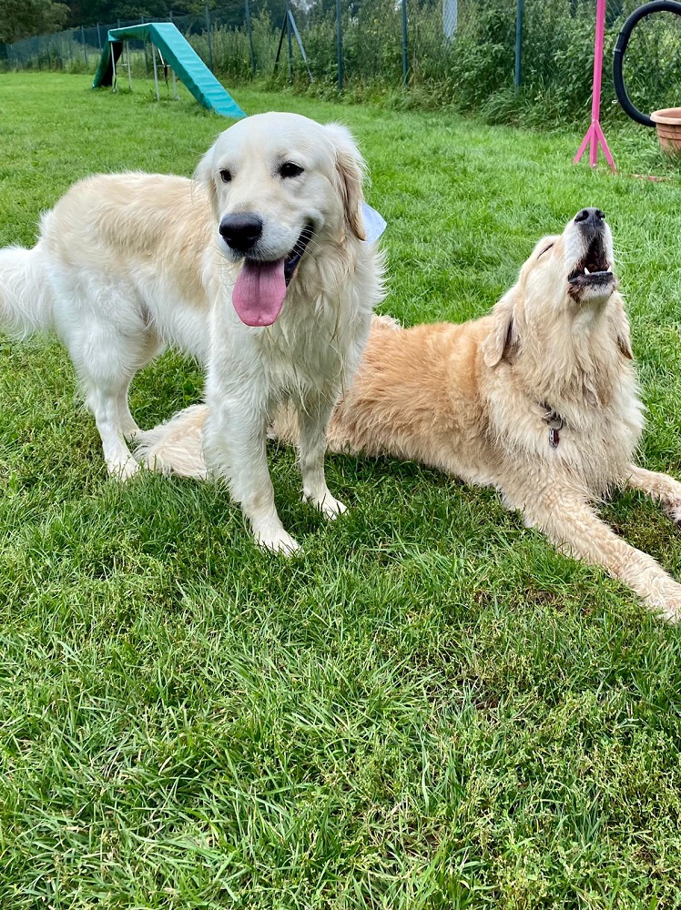 Golden-Retriever-Bremen