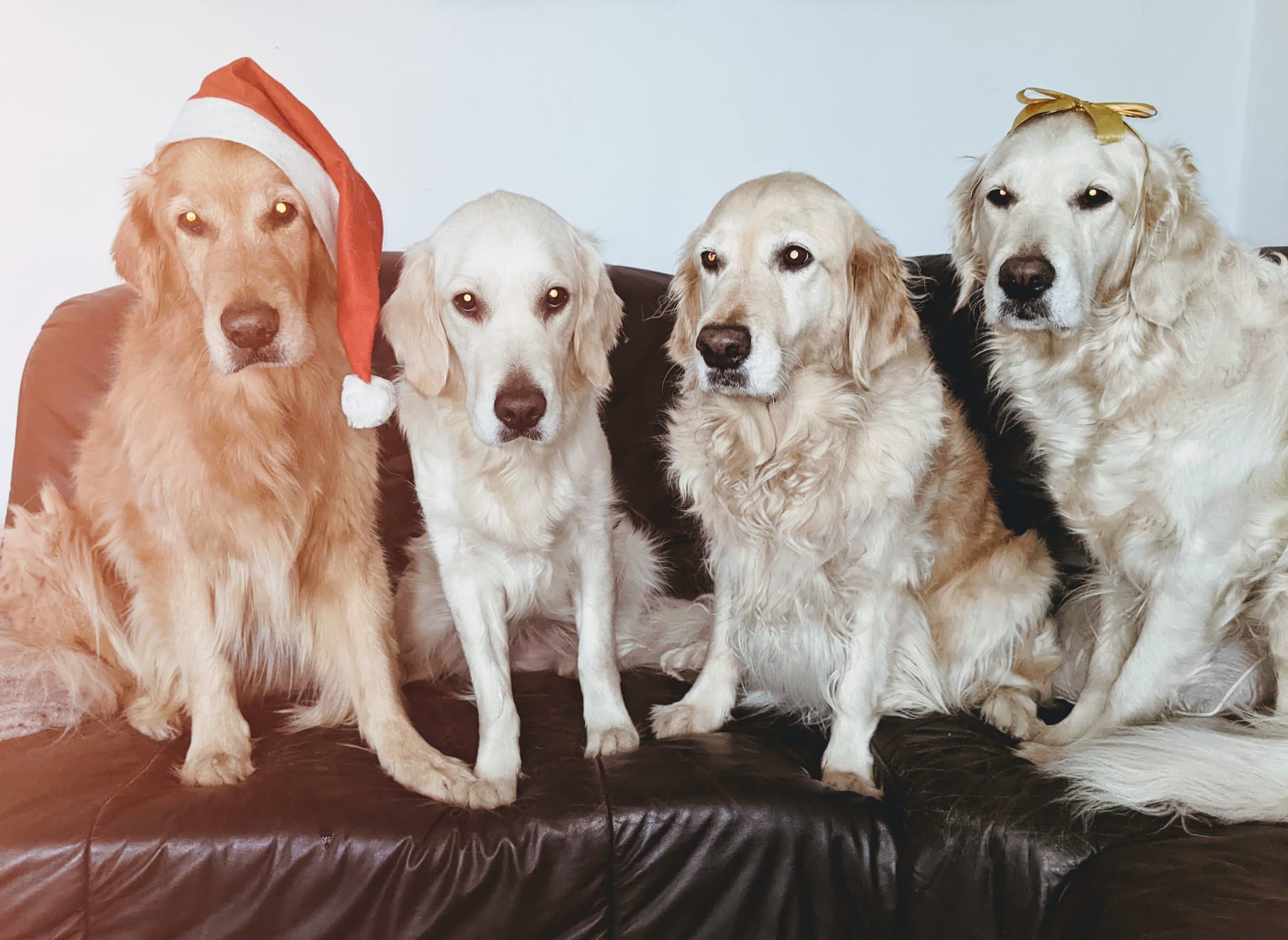 Golden-Retriever-Bremen