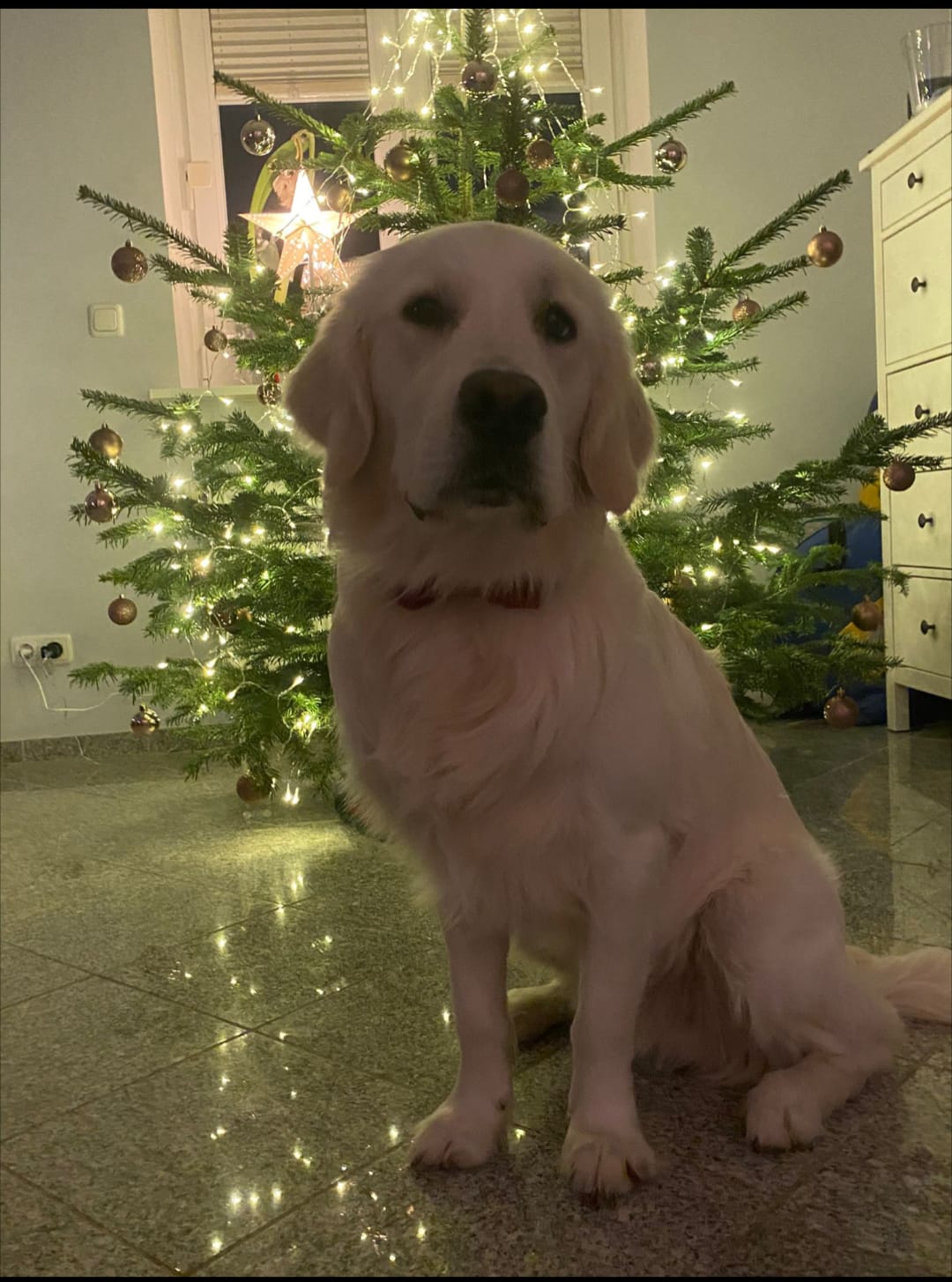 Golden-Retriever-Bremen