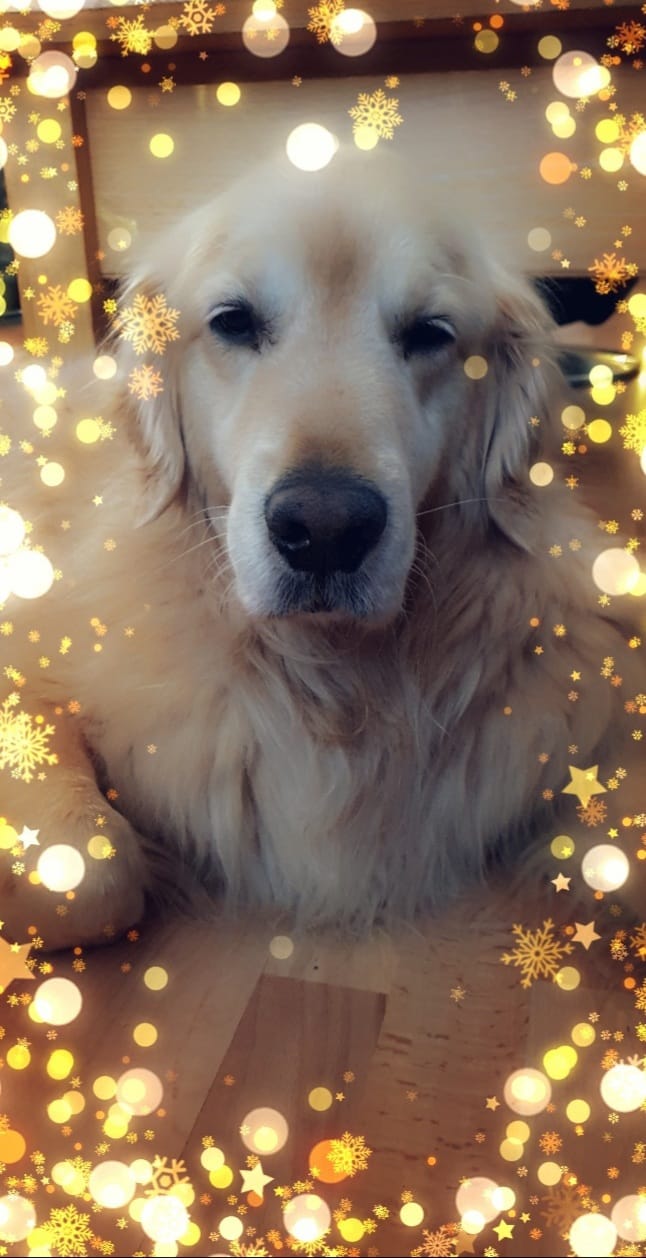 Golden-Retriever-Bremen