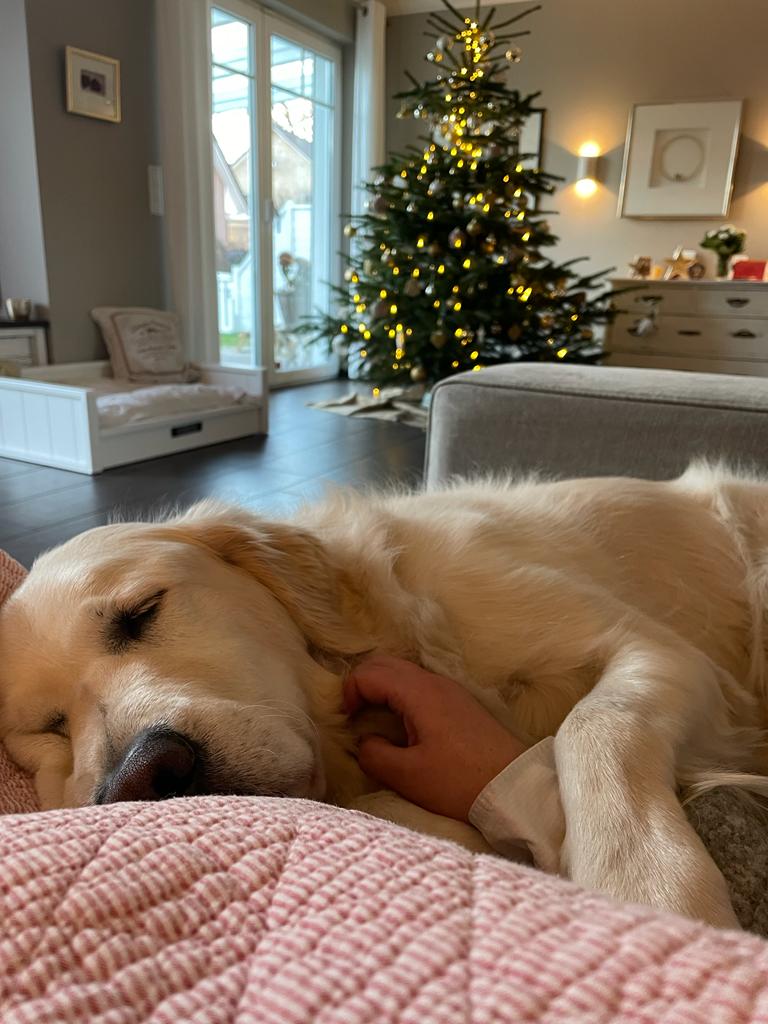 Golden-Retriever-Bremen
