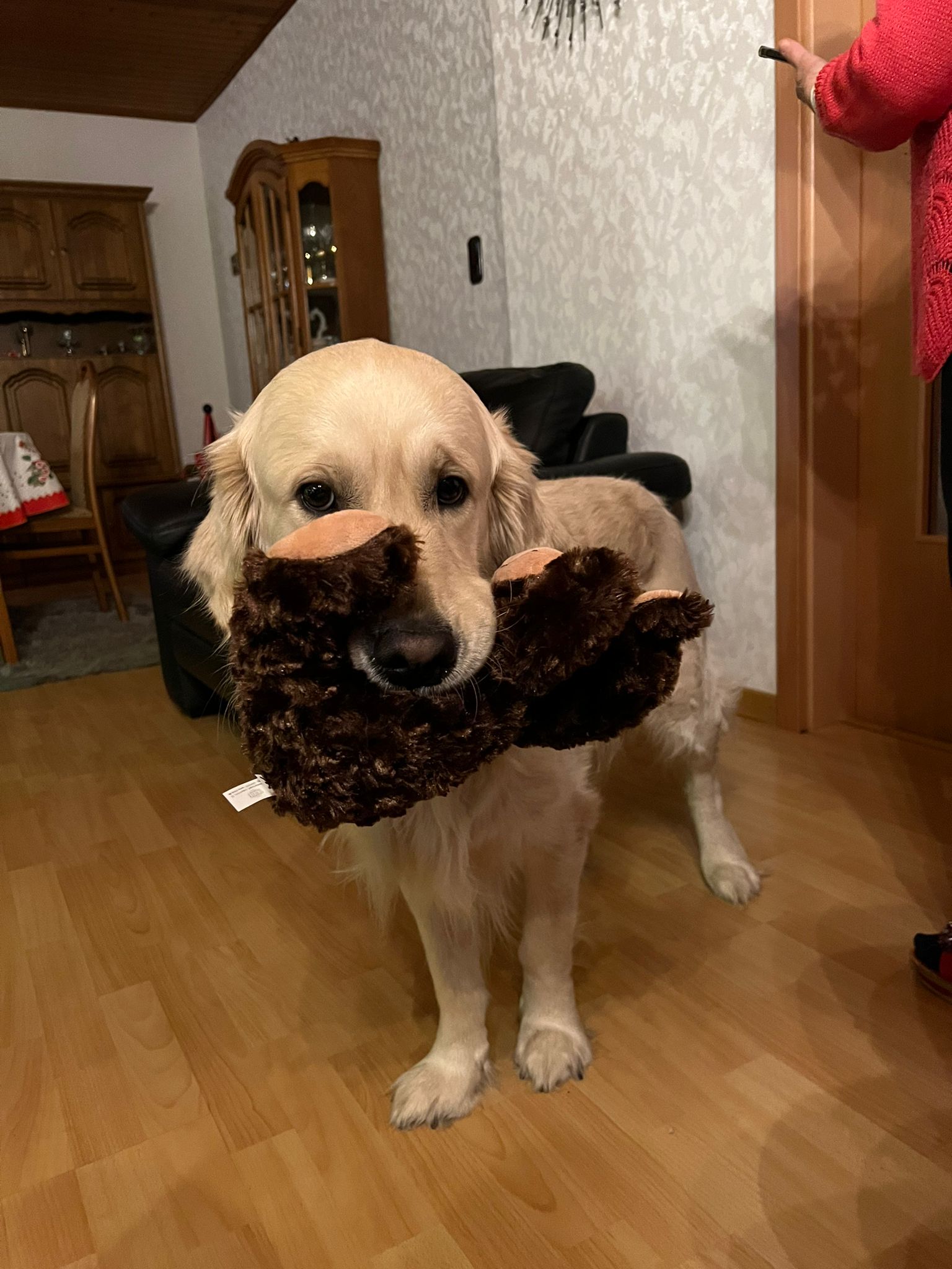 Golden-Retriever-Bremen