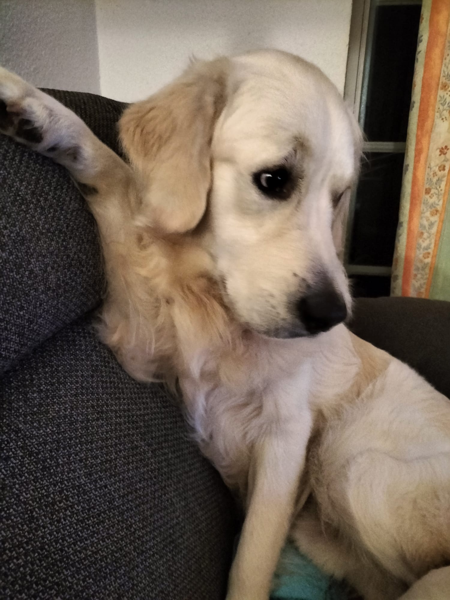 Golden-Retriever-Bremen