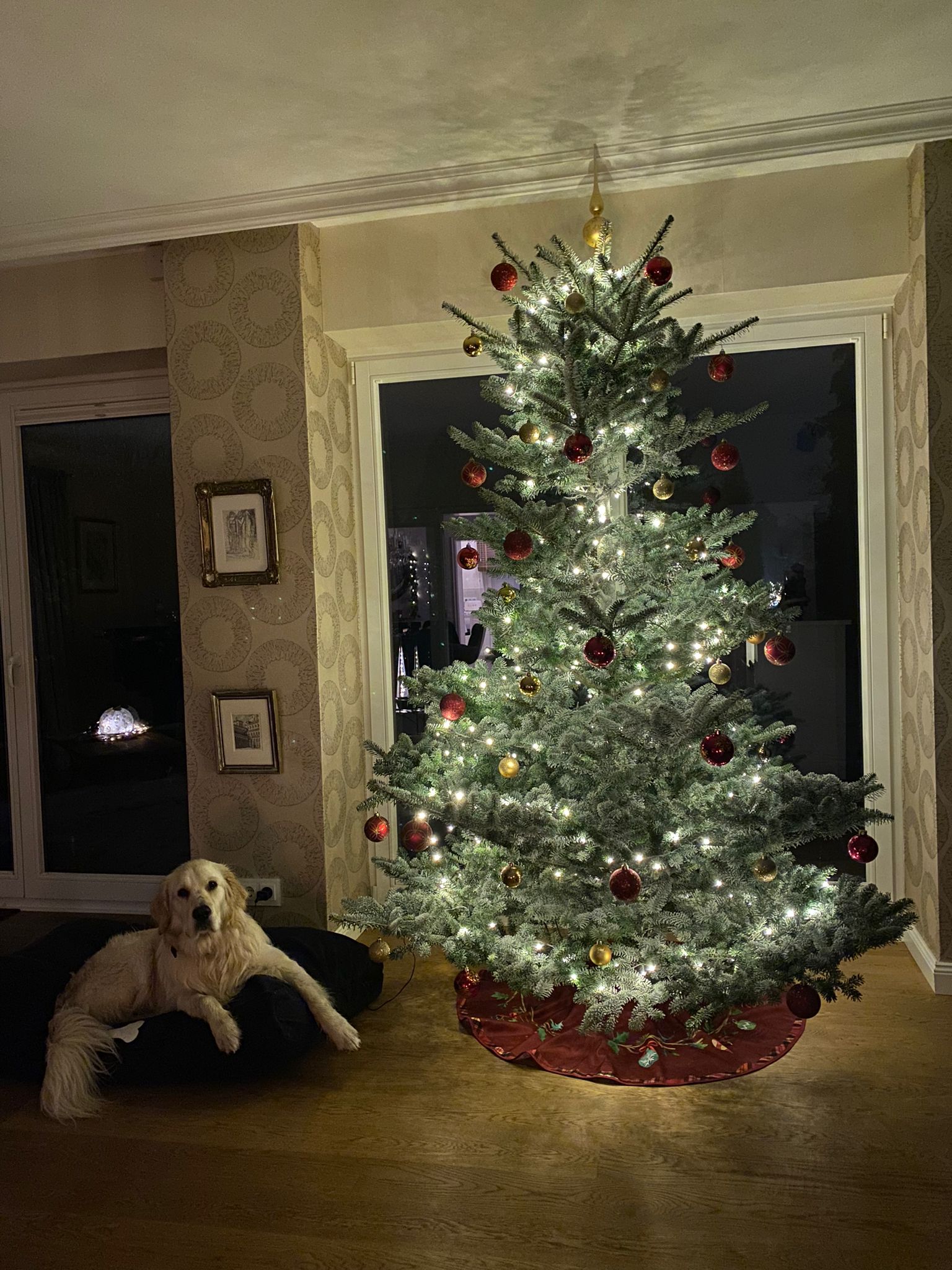 Golden-Retriever-Bremen