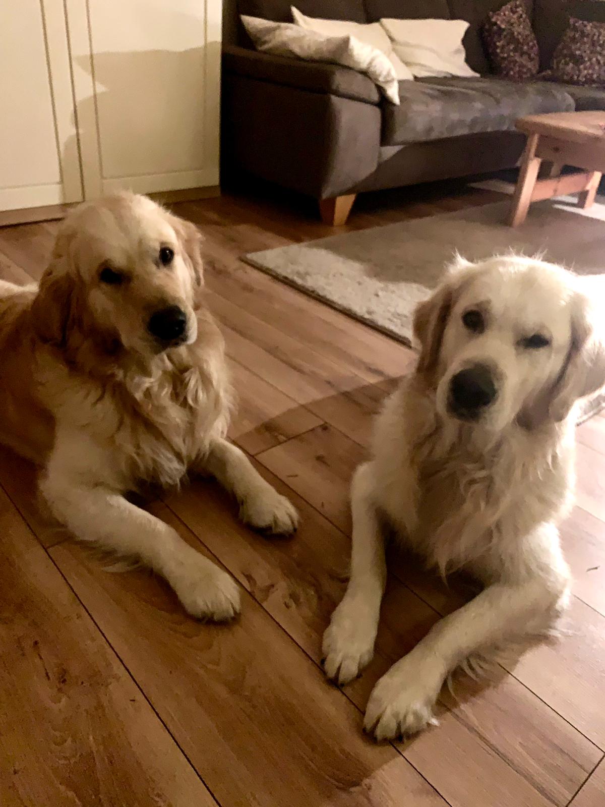 Golden-Retriever-Bremen