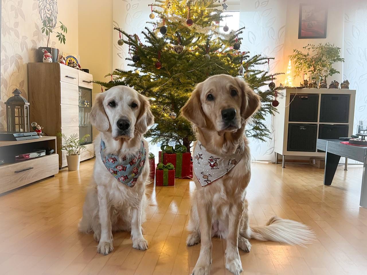 Golden-Retriever-Bremen