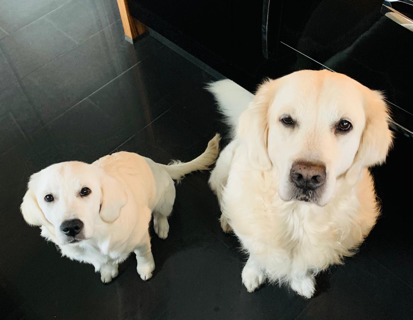 Golden-Retriever-Bremen