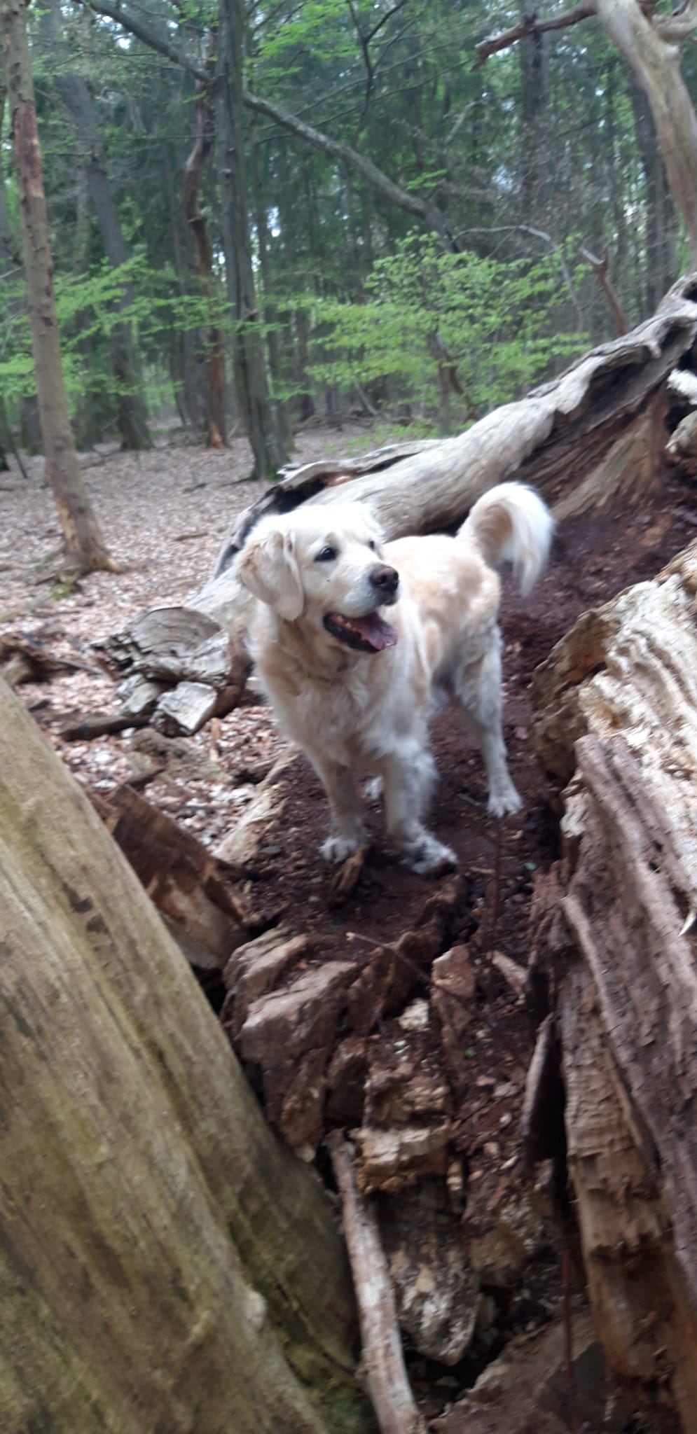 Golden-Retriever-Bremen