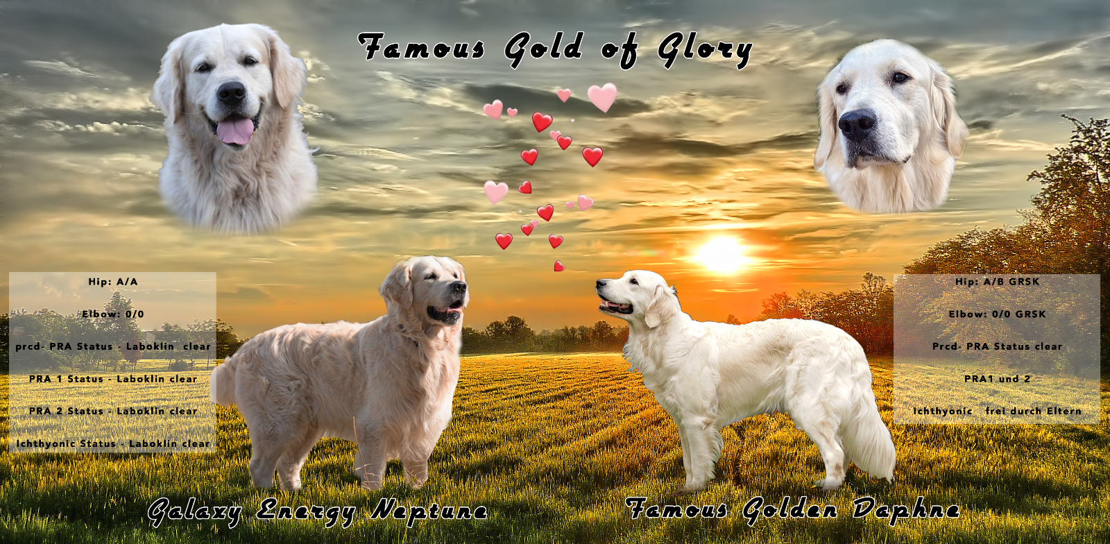 Golden-Retriever-Bremen