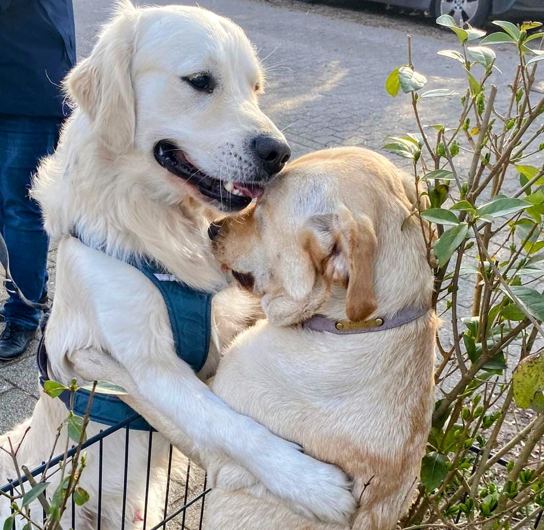 Golden-Retriever-Bremen