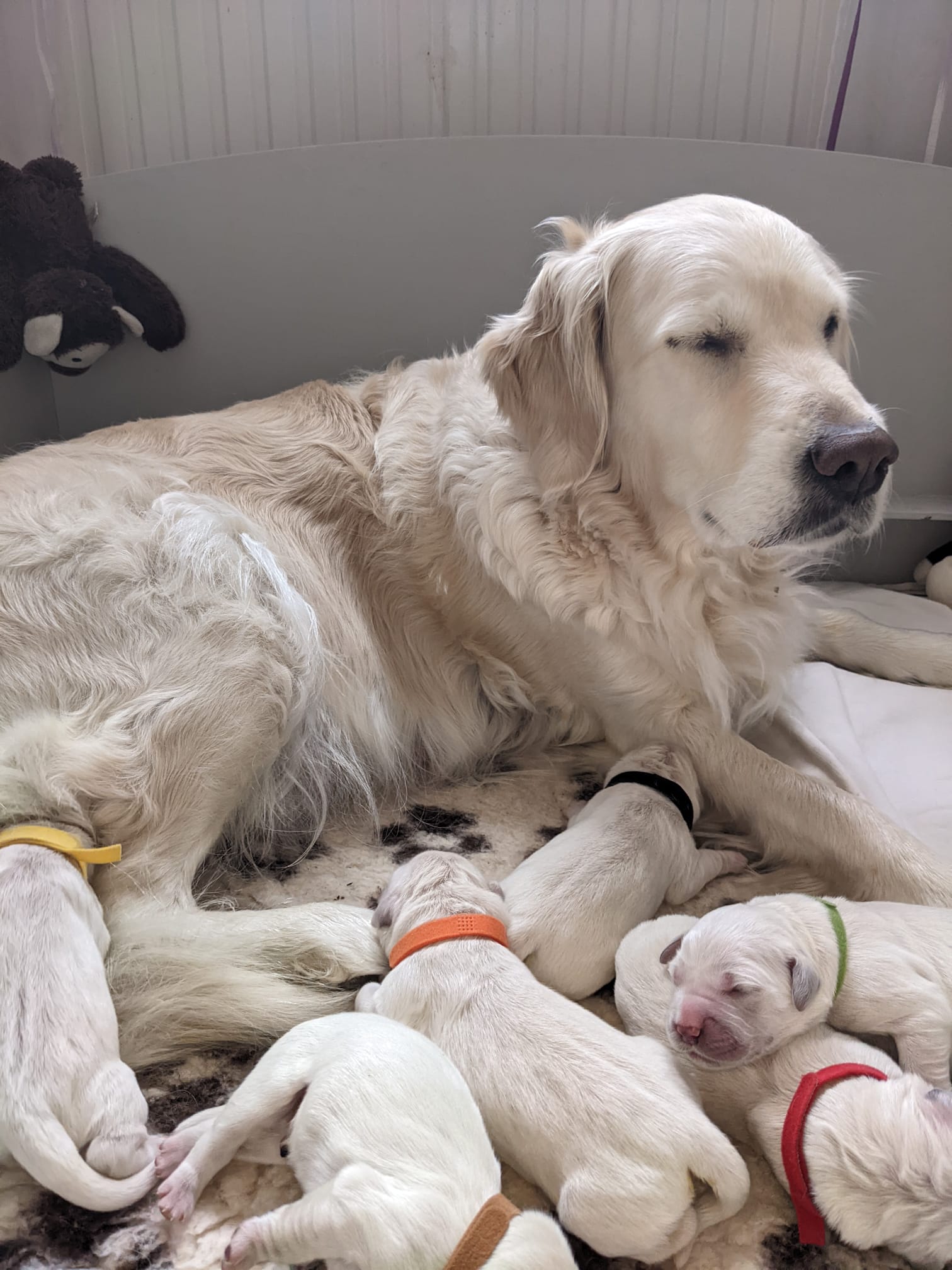 Golden-Retriever-Bremen