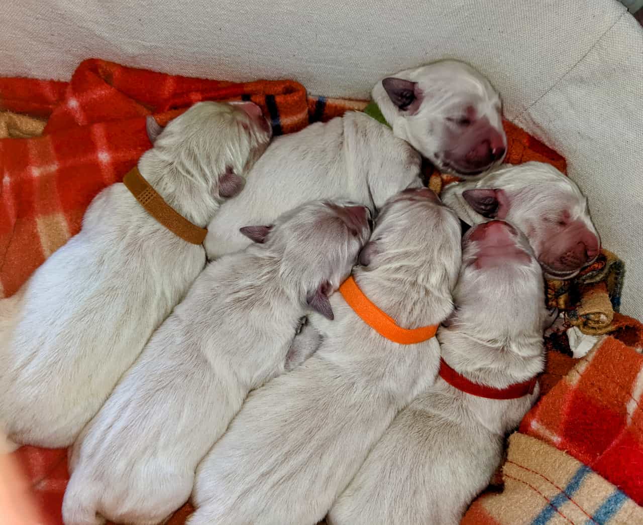 Golden-Retriever-Bremen