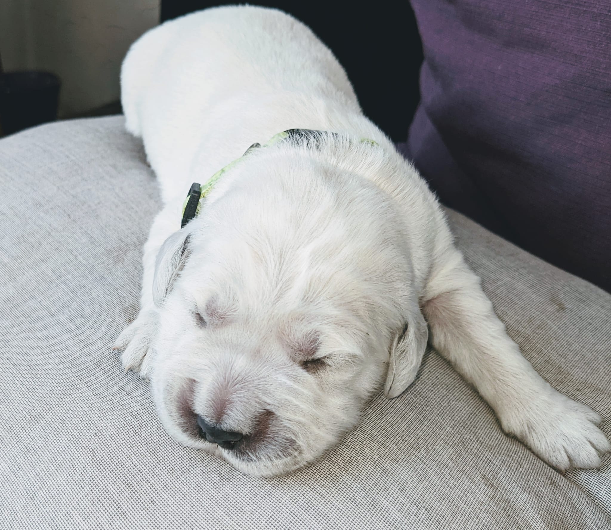 Golden-Retriever-Bremen
