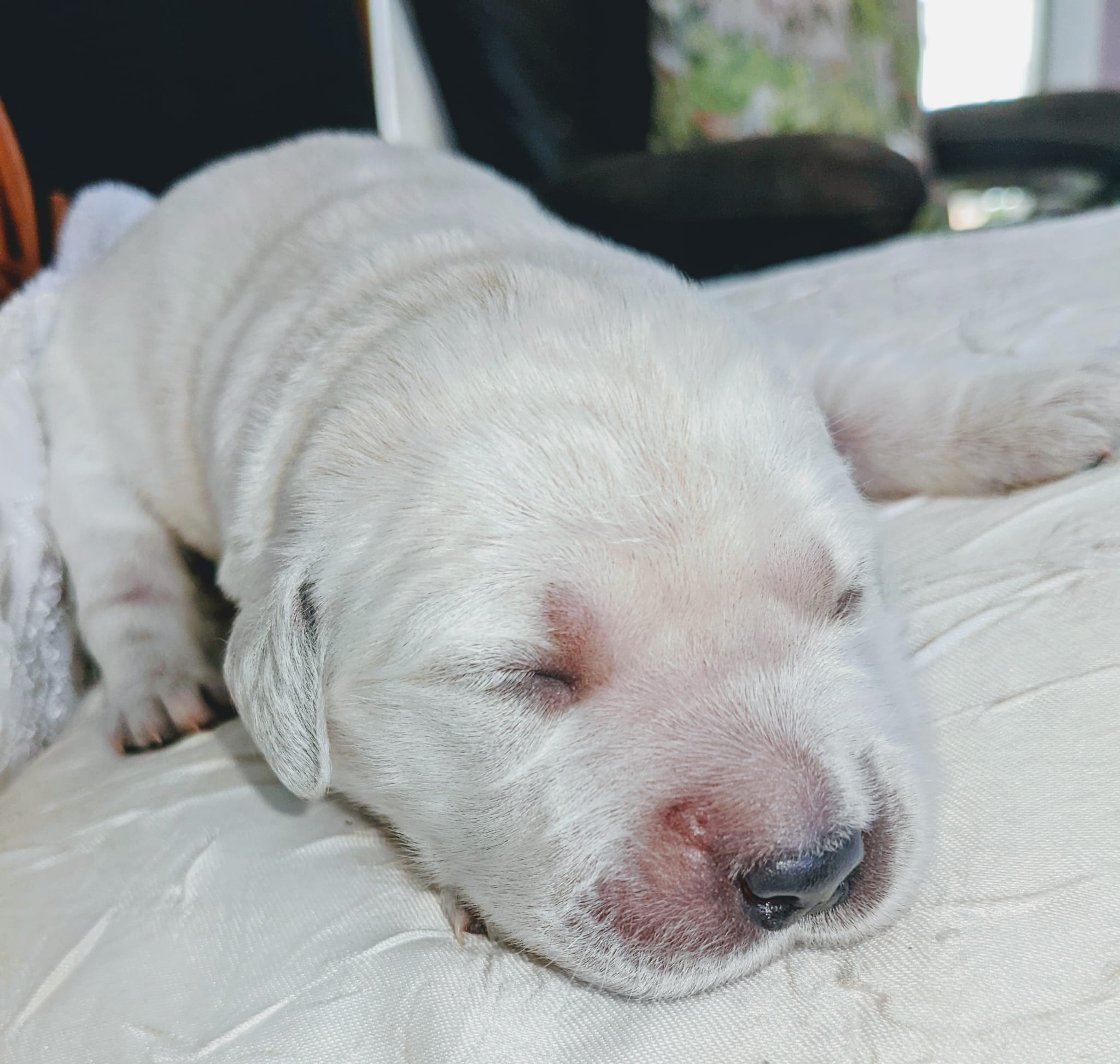 Golden-Retriever-Bremen