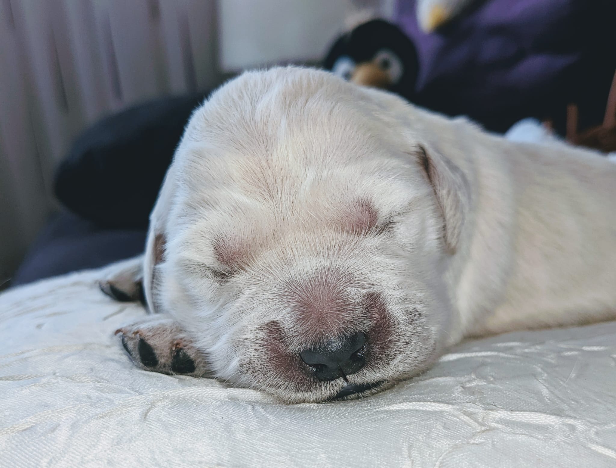 Golden-Retriever-Bremen
