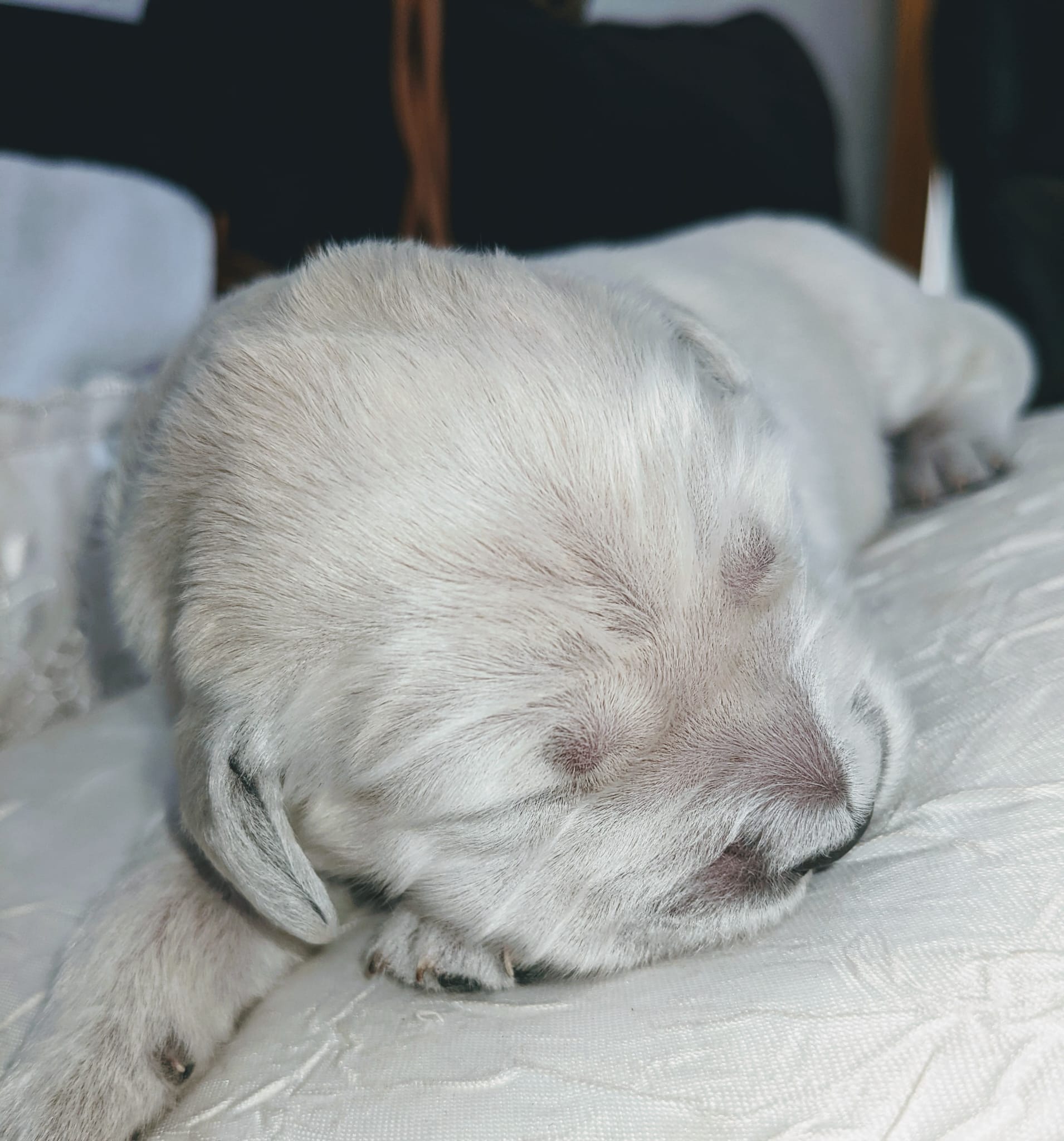 Golden-Retriever-Bremen