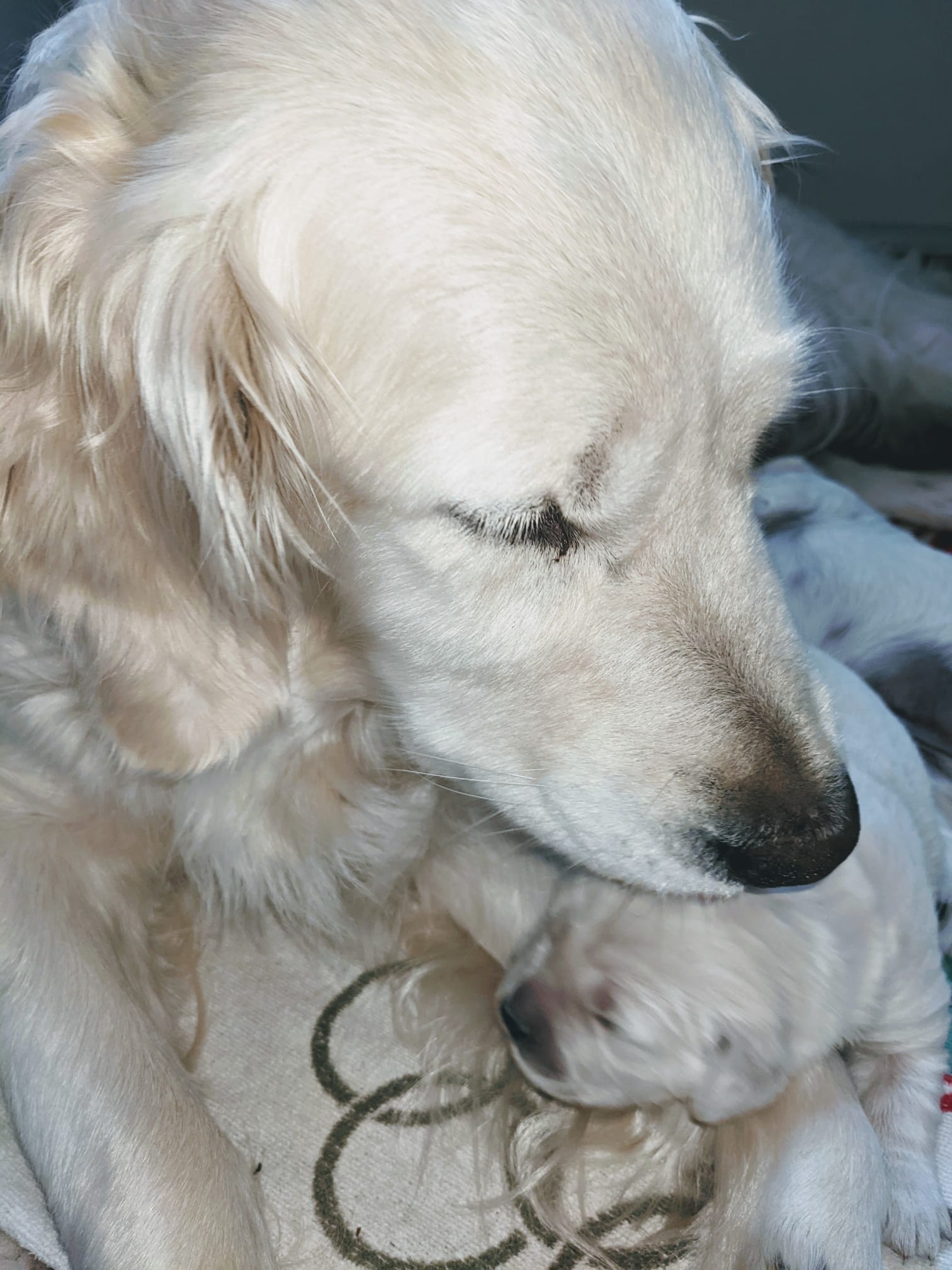Golden-Retriever-Bremen