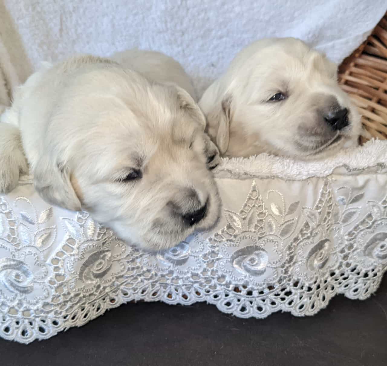 Golden-Retriever-Bremen